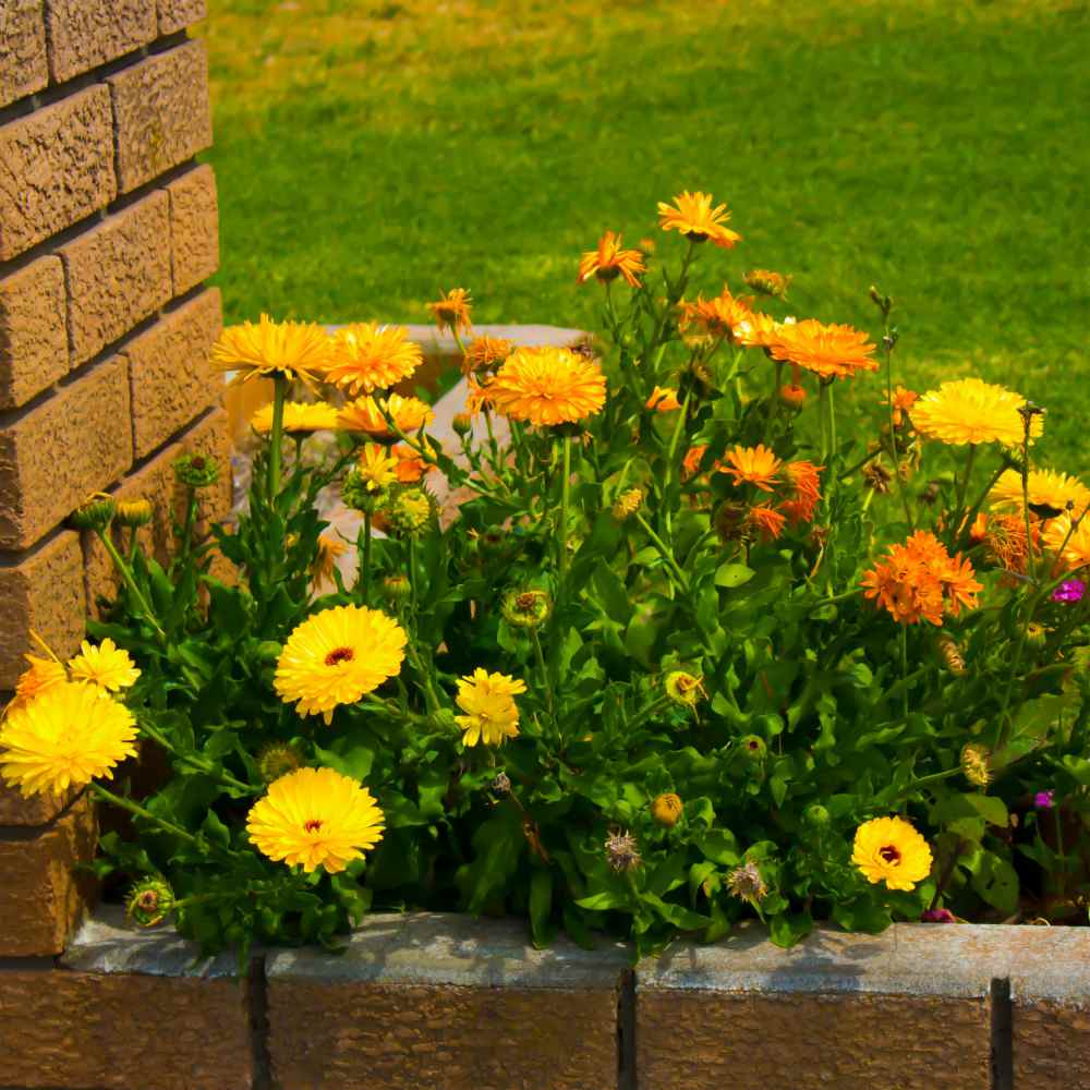 Calendula Flowers Whole (Calendula Officinalis)