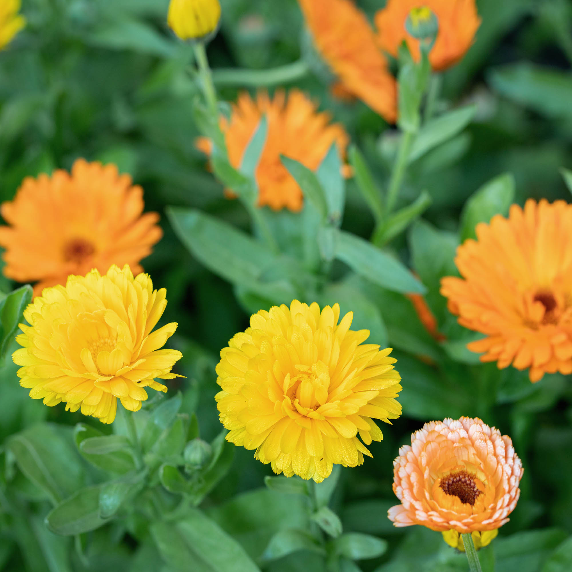 Calendula Flower Seed Packet Mix