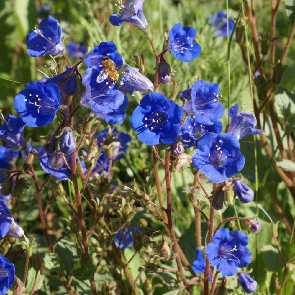 California Bluebell Seeds Phacelia Campanularia Wild Flower Seed