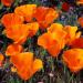 California Poppy Seed