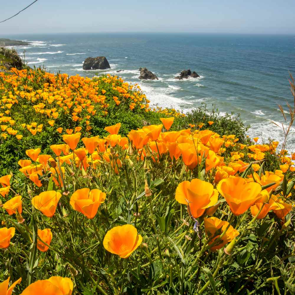 California Poppy Oceanside
