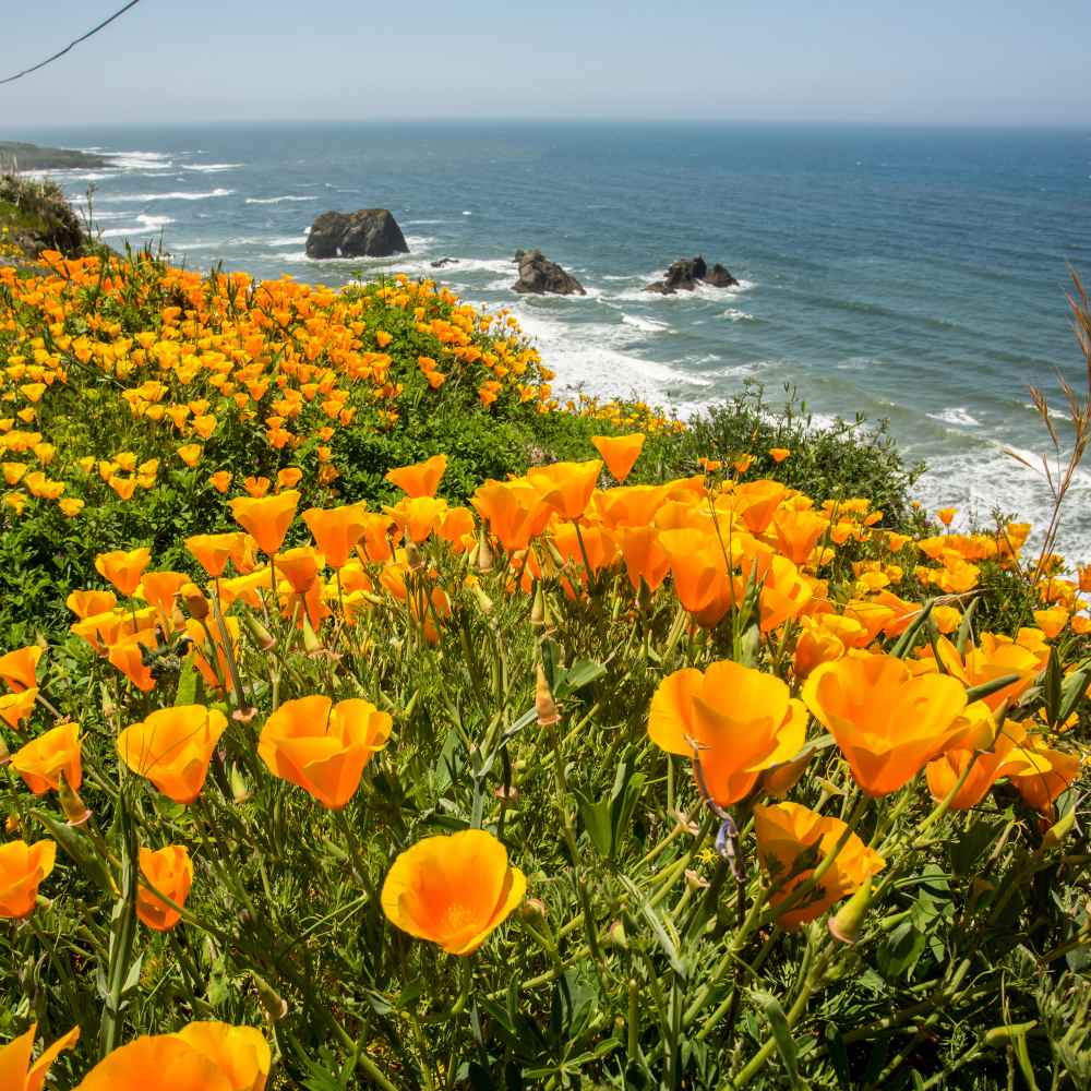thumbnail image 2 of 1 Oz ORANGE CALIFORNIA POPPY Seeds Native Wildflower Pollinators Flower Garden E 2 of 13