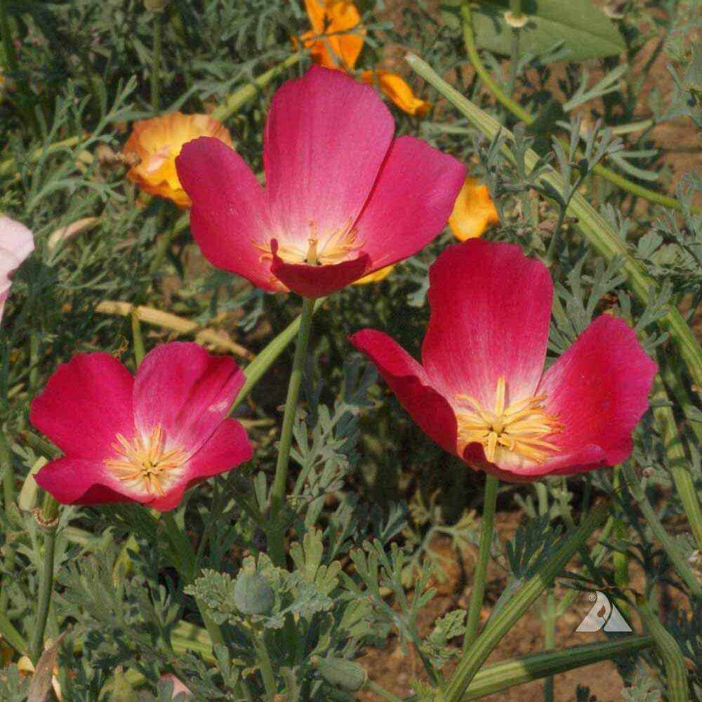 Eschscholzia Californica Carmine King Wildflowers