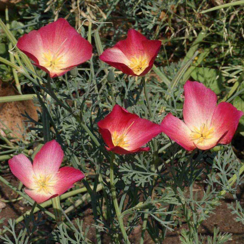 Eschscholzia Californica Wild Flowers