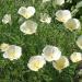 Eschscholzia Californica White Flowers