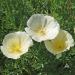 White California Poppy Flowers