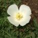 White California Poppy Flower Seeds