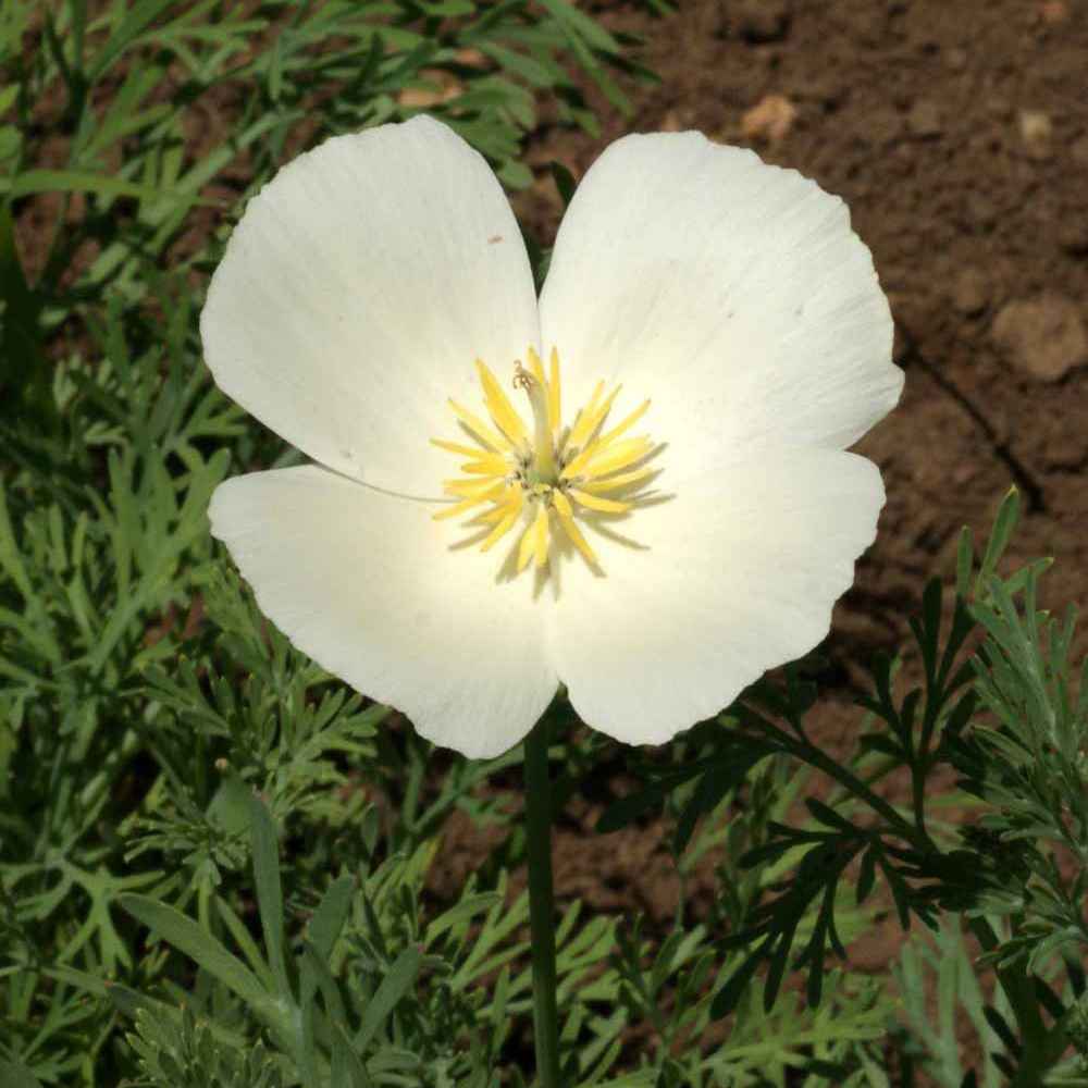 White California Poppy Flower Seeds