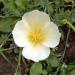 Eschscholzia Californica White Wildlowers