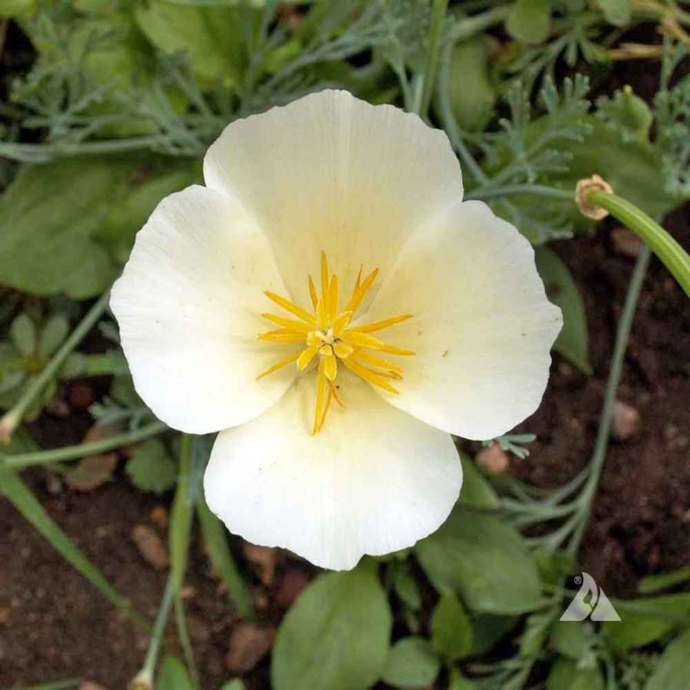 Poppy Seeds | California White Linen