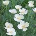 California Poppy White Wild Flowers