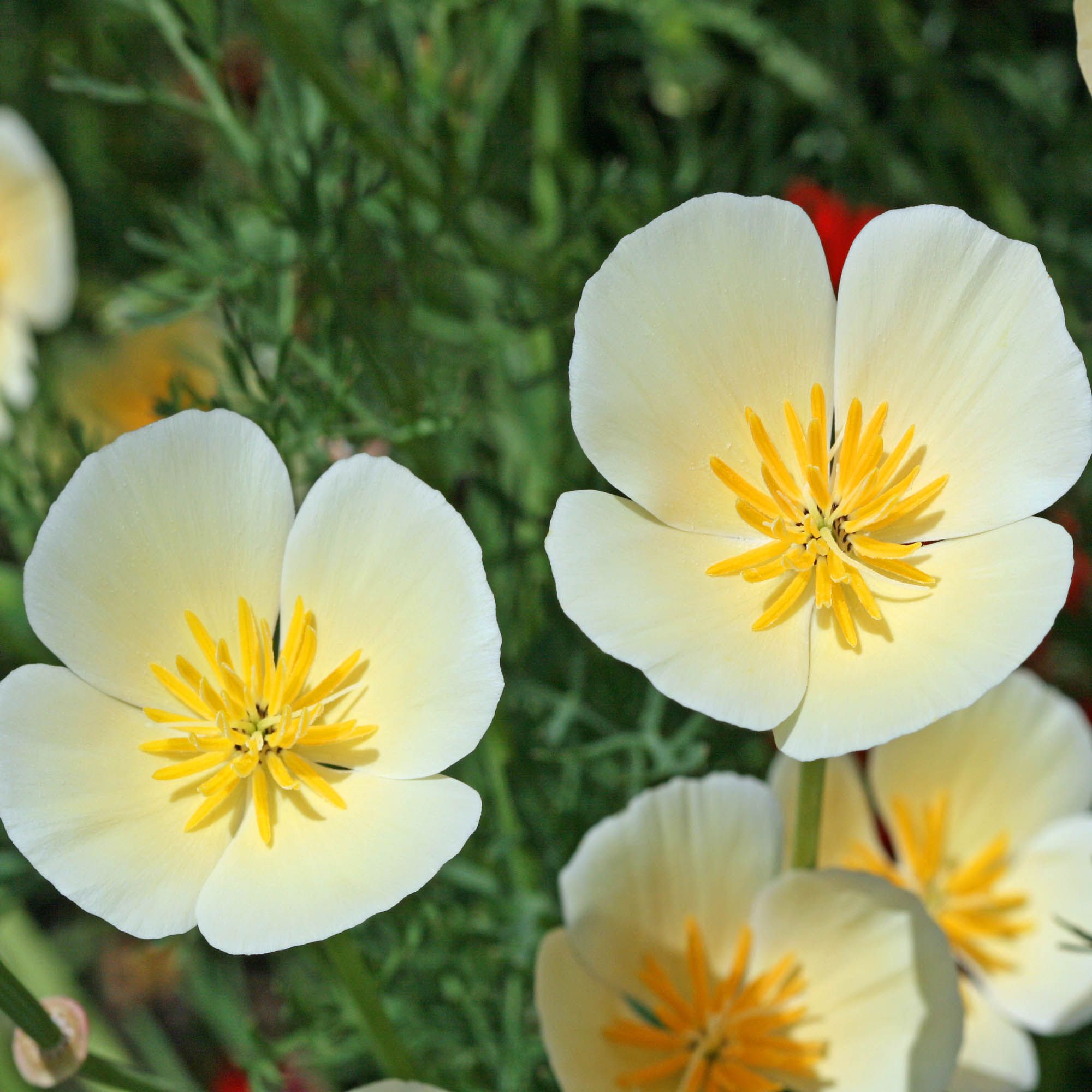 California Poppy White Flowers
