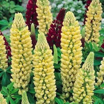 Lupinus Polyphyllus Chandelier Seed Packet