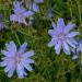 Chicory Wild Flower Seed