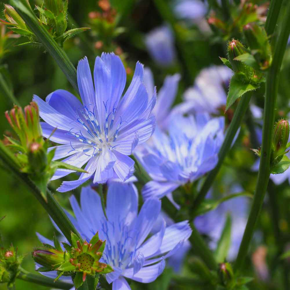 Blue Chicory Seeds For Planting Cichorium Intybus Wild Flower Seed