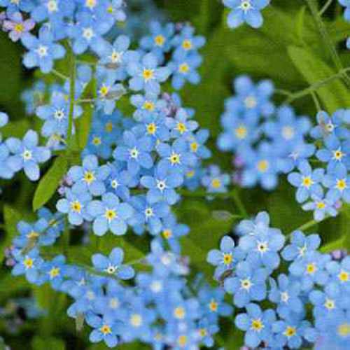 Forget Me Not Flower Seeds Drought Tolerant Deer Resistant 