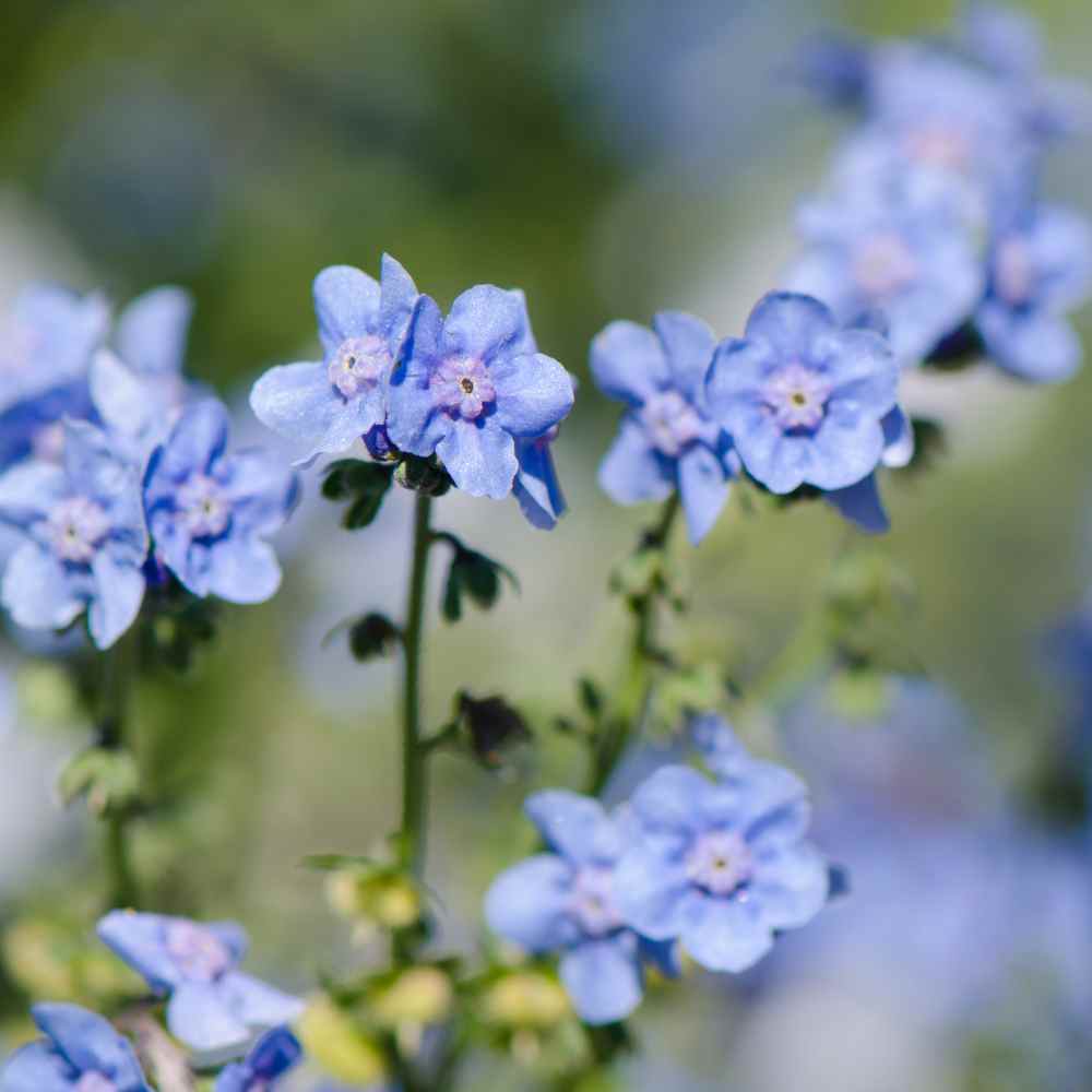 Custom Seed Packets - Seeds of Remembrance - Memorial Forget Me Not Seed  Favor (Cynoglossum amabile)