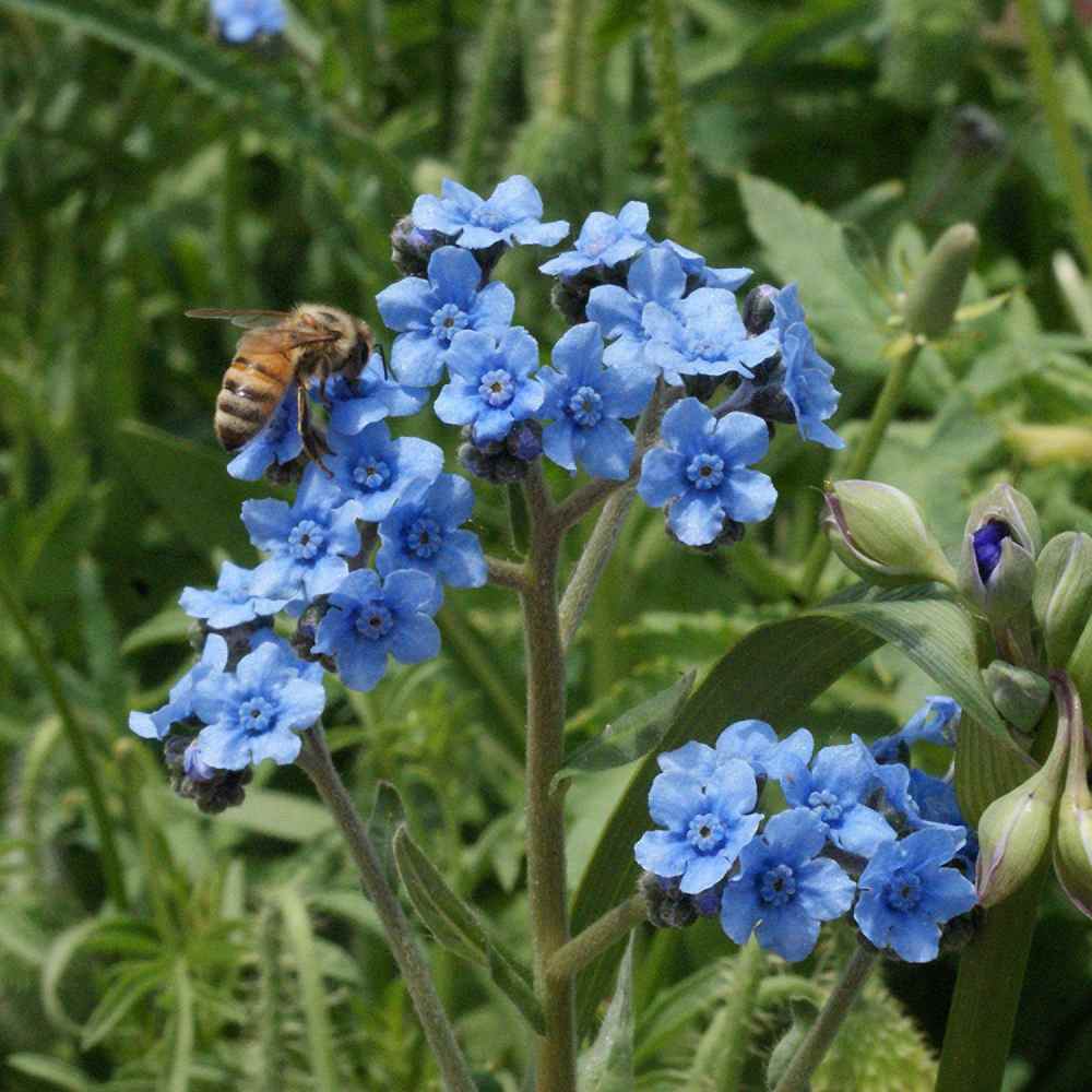 Seed Needs, Chinese Forget-Me-Not (Cynoglossum amabile) 1,500 Seeds