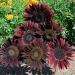 Helianthus Annuus Chocolate Cherry