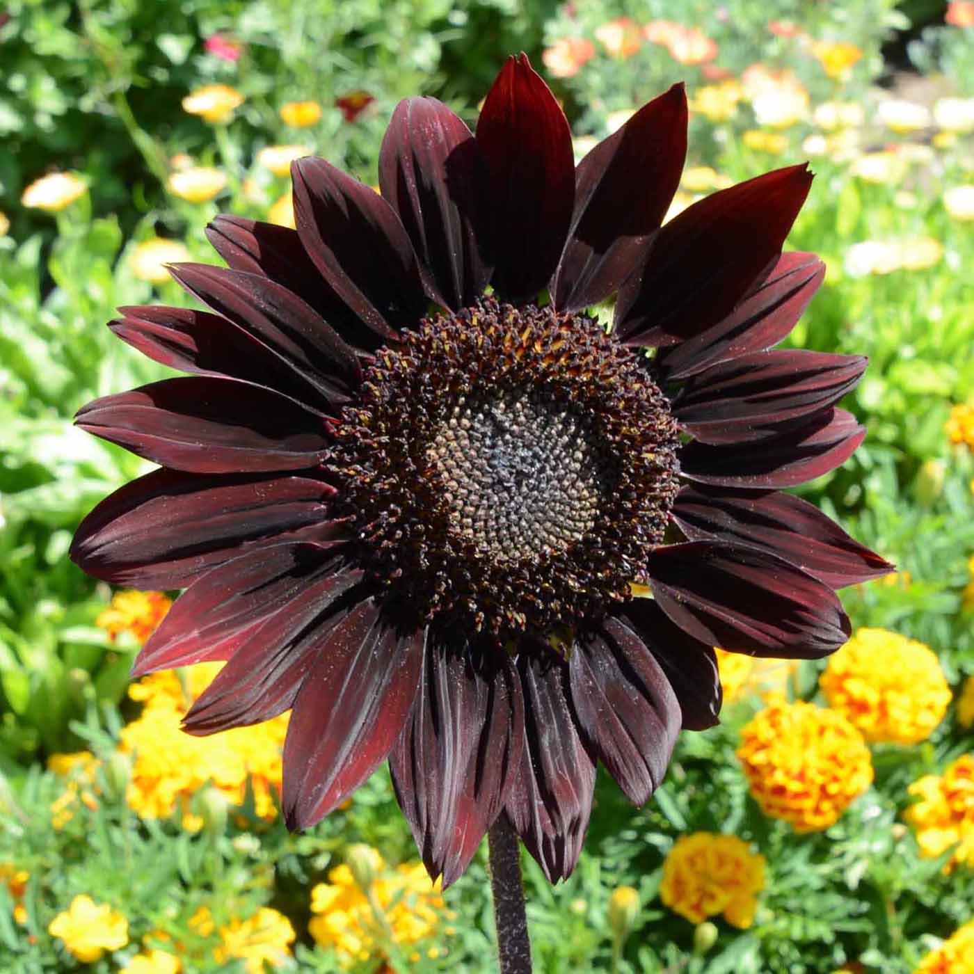 Chocolate sunflower on sale