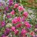 Clarkia Wild Flowers In Field