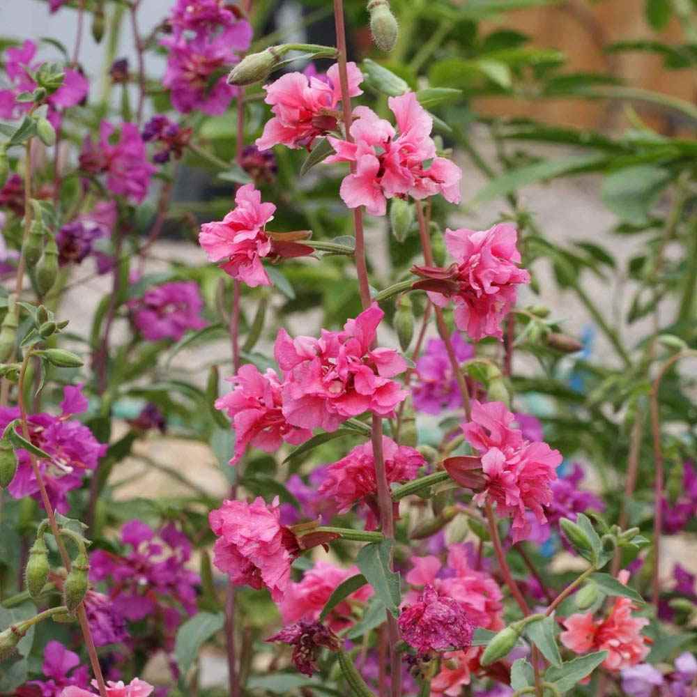 Outsidepride Clarkia Wildflowers - 5000 Seeds