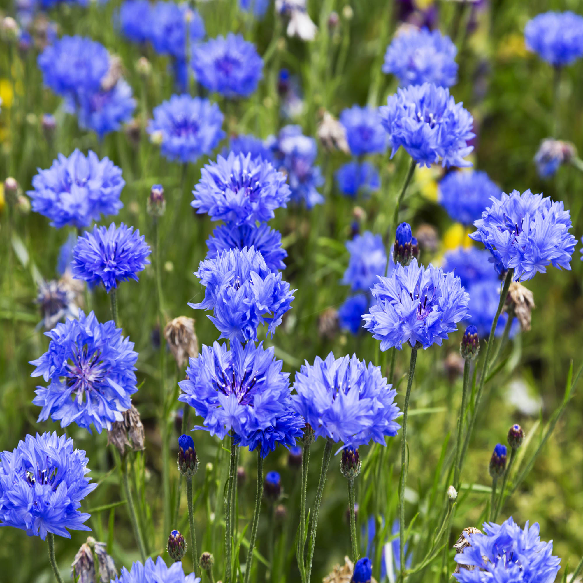 Blue Cornflower Seed Packets