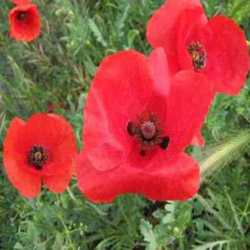 Red Poppy Wildflower