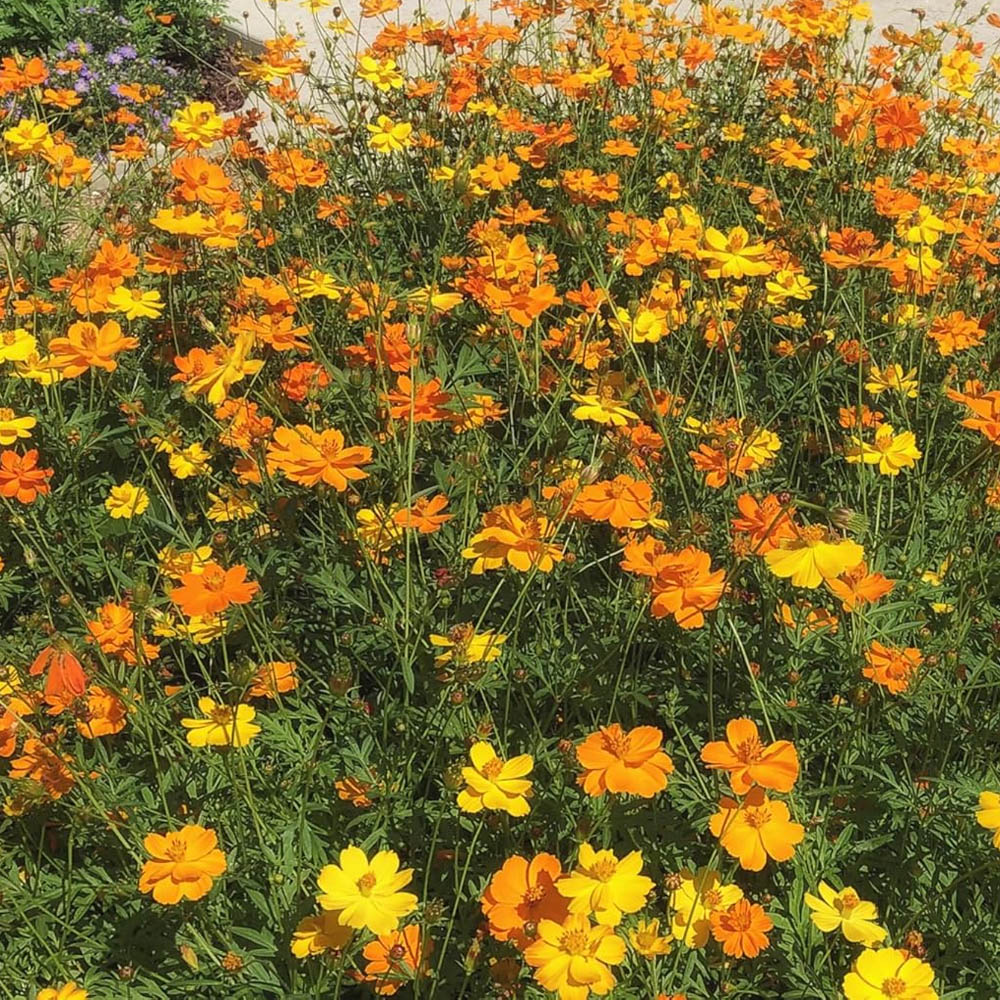 Cosmos Sulphureus Bright Lights Seed Packets