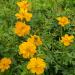 Cosmos Sulphureus Gold Wildflower