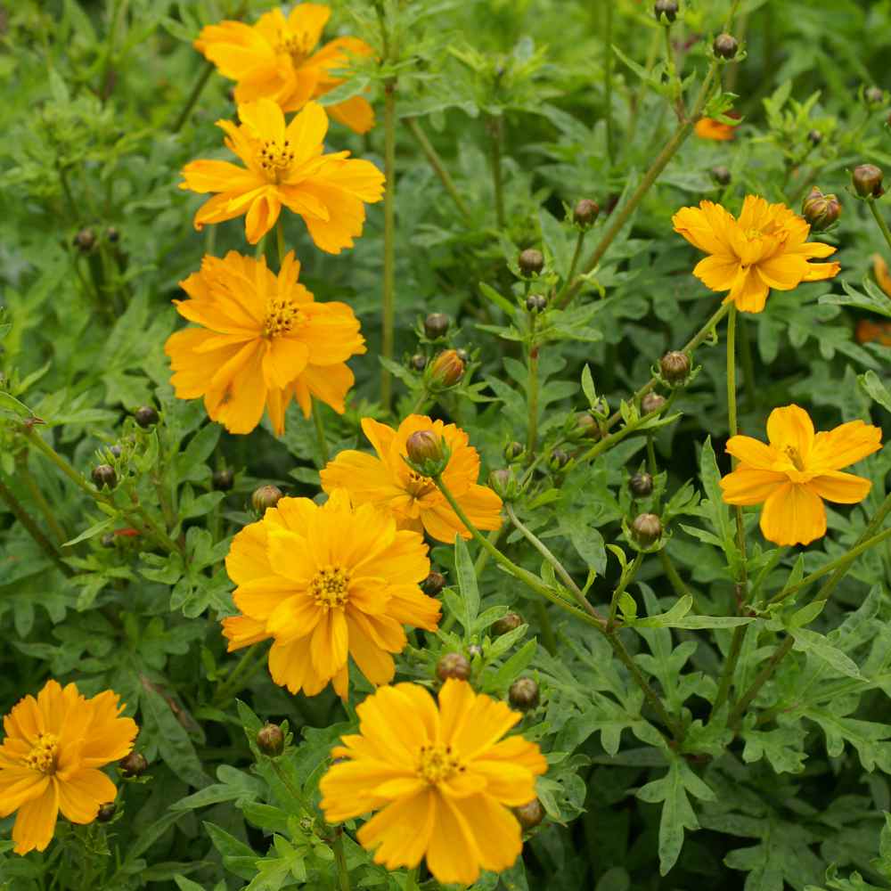 Plant Image