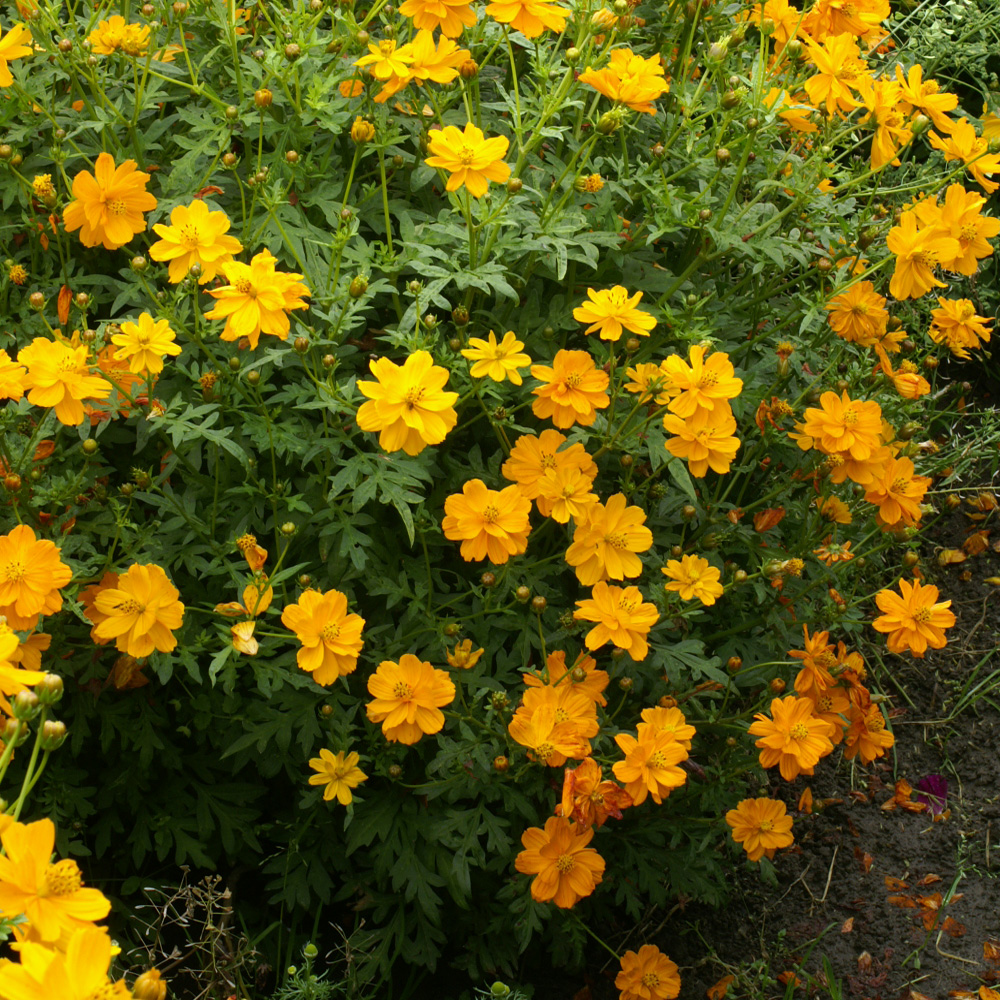 Cosmos Sulphureus Orange Wildflower