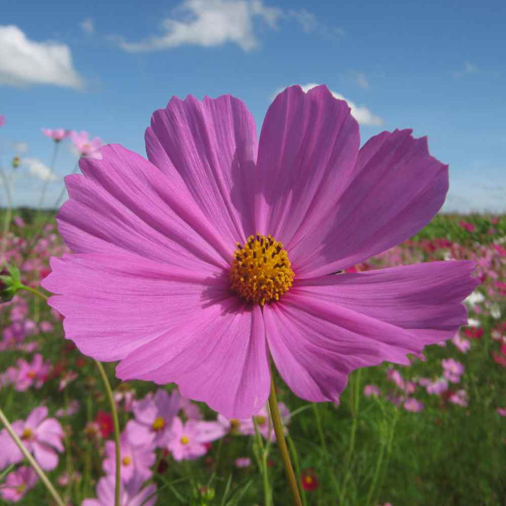 Cosmos Seed Cosmos Bipinnatus Sensation Pinkie Flower Seeds