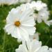 Cosmos Bipinnatus Purity Wildflower