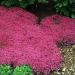 Creeping Thyme Magic Carpet Groundcover Seed