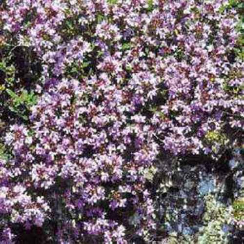 creeping lemon thyme ground cover creeping lemon thyme ground cover
