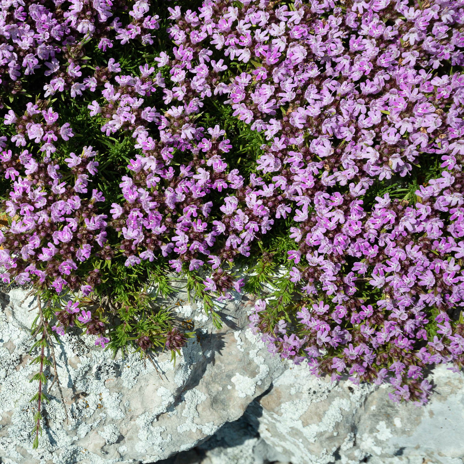 Creeping Thyme Seed Bag
