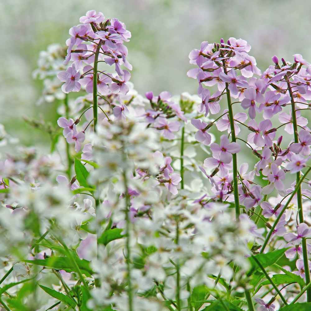thumbnail image 2 of "Everwilde Farms Dame's Rocket Wildflower Seeds – 1000 Seeds, Hesperis Matronalis, Biennial, Non-GMO, USA" 2 of 4