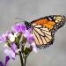 Butterfly On Dame's Rocket