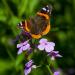 Hesperis Matronalis Dame's Rocket