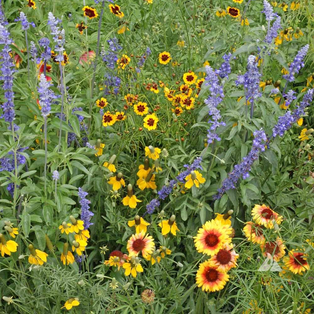 Dry Area Wildflower Seed Mix