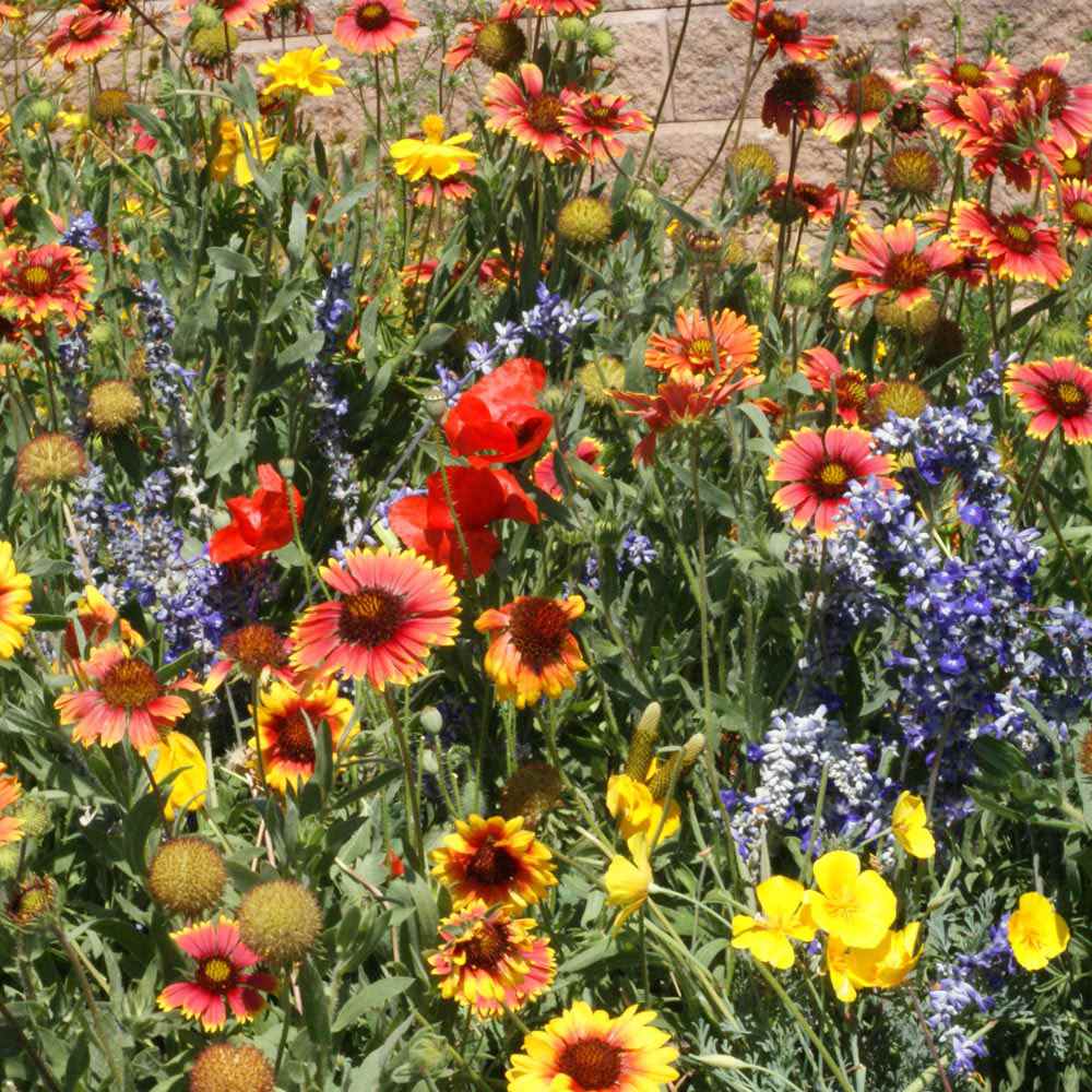 Southeast Native Wildflower Seed Mix