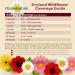 Dryland Drought Tolerant Wildflowers Seeding Rates