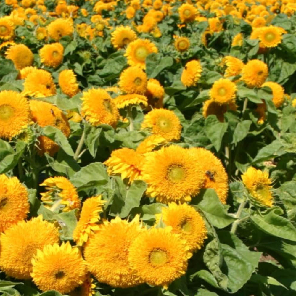 Annual Sunflower Sungold Seed Bag For Planting