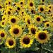 Dwarf Sunspot Sunflower seed