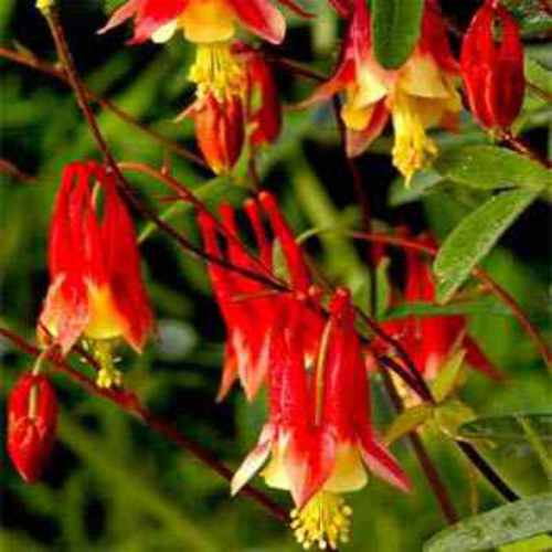 Eastern Red Columbine Flower Seed