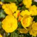 Evening Primrose Flowers