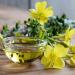 Evening Primrose Plants