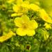 Oenothera Lamarckian Flower