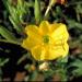 Oenothera Lamarckian Yellow Flowers
